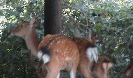 If you're really lucky, you'll see the deer. Here's the mummy and the daddy and the baby deer